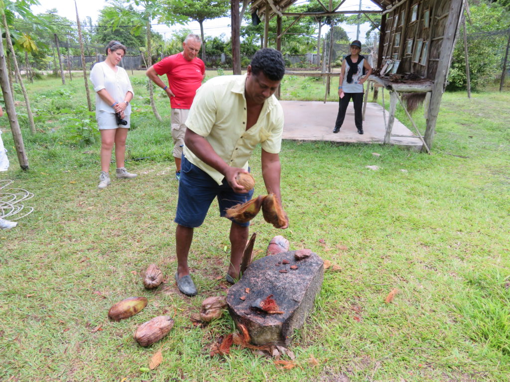 Coconut Husking at Praslin in the Seychelles Islands